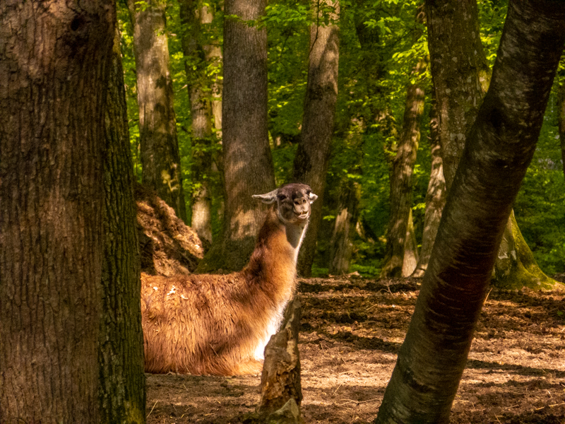 Guanaco (Lama guanicoe)