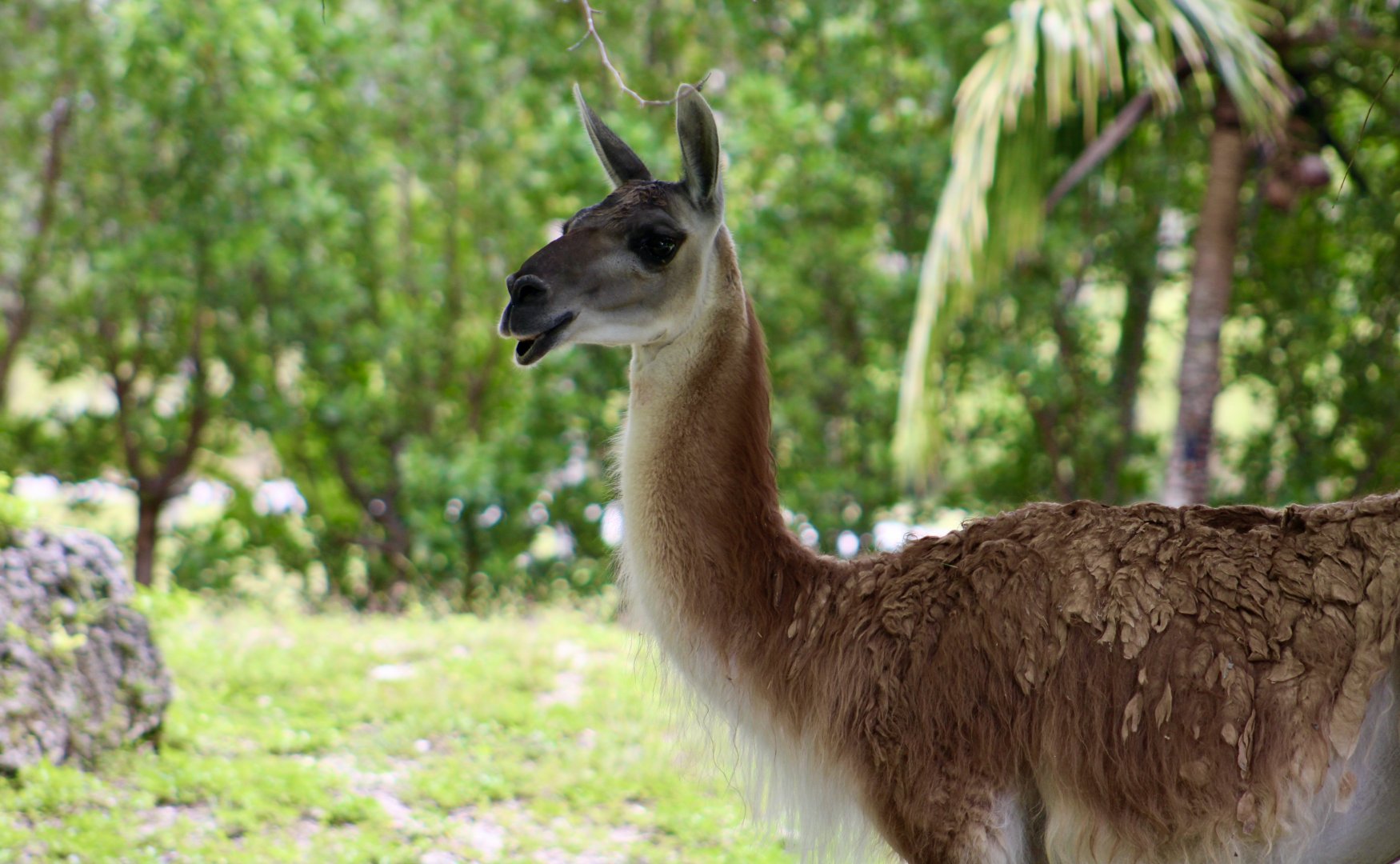 Guanaco (Lama guanicoe)