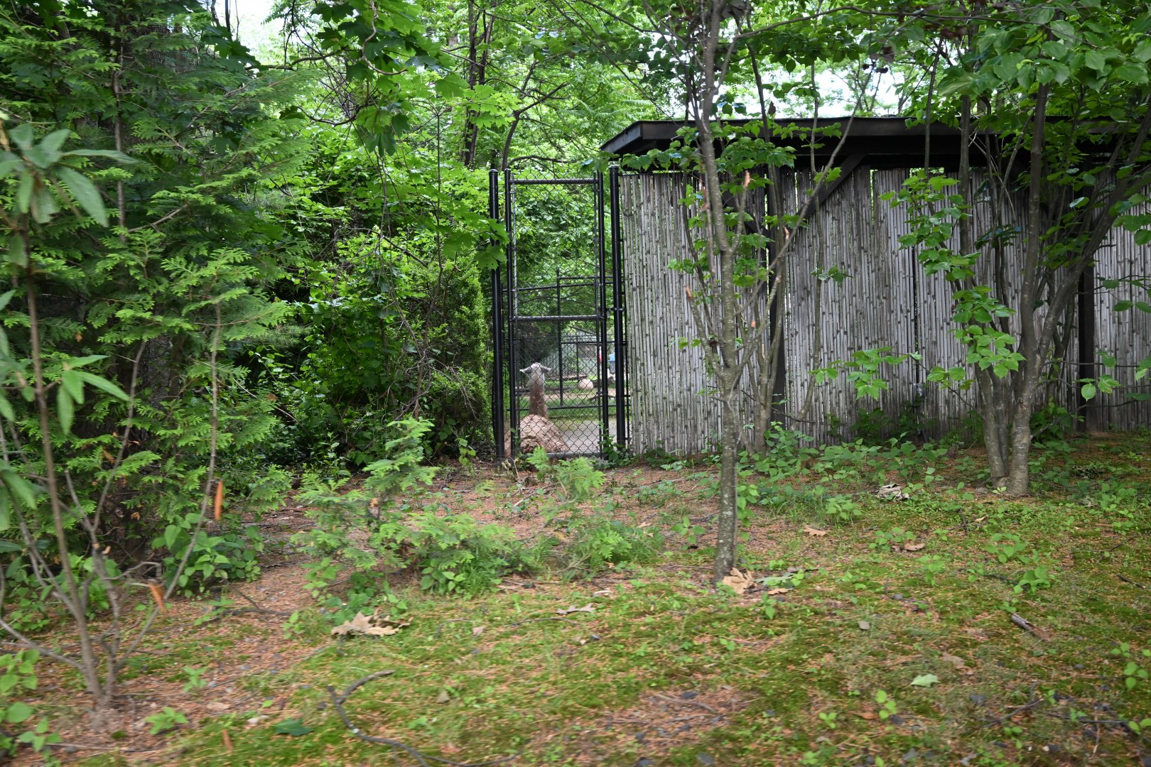 Guanaco (Lama guanicoe)