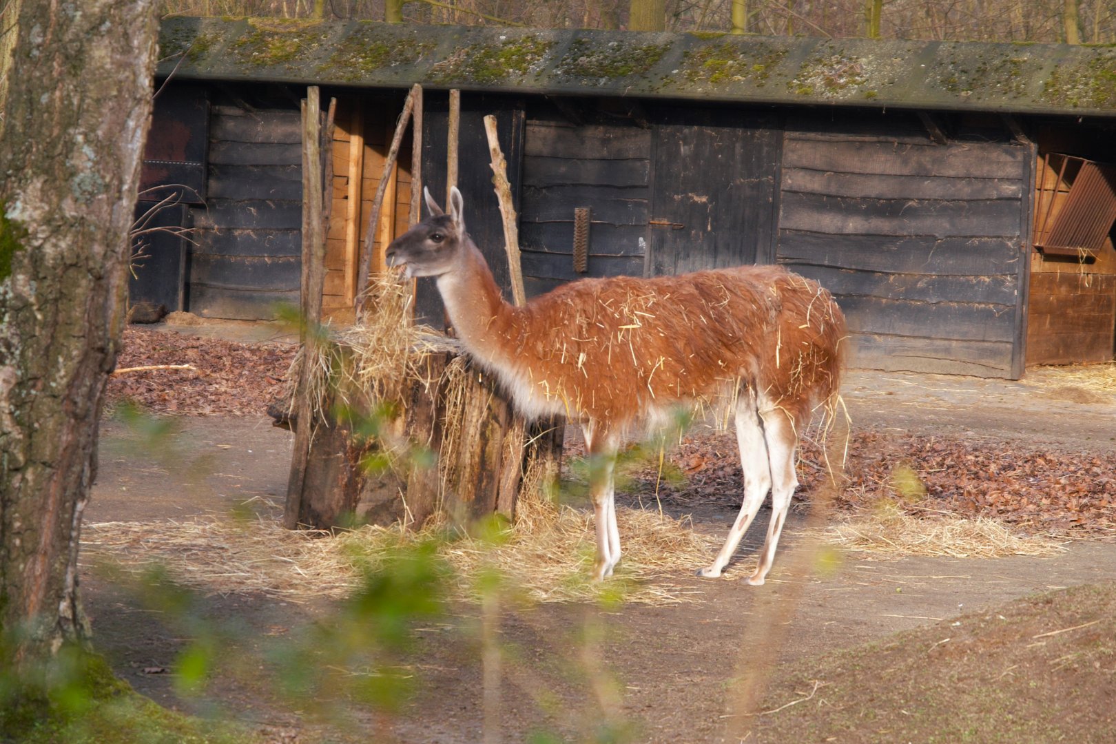 Guanaco (Lama guanicoe)