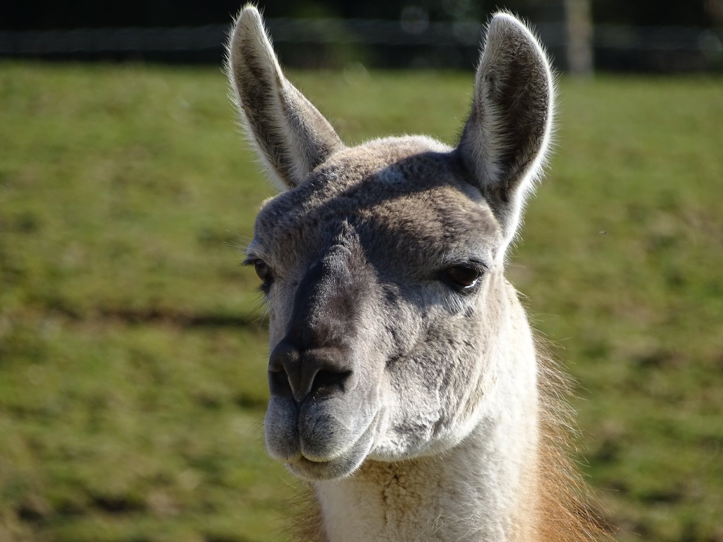 Guanaco (Lama guanicoe)