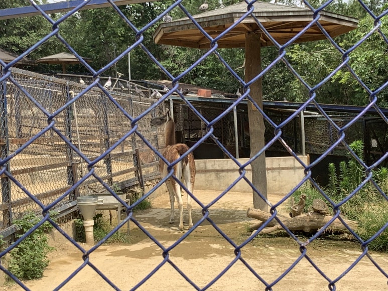 Guanaco (Lama guanicoe)