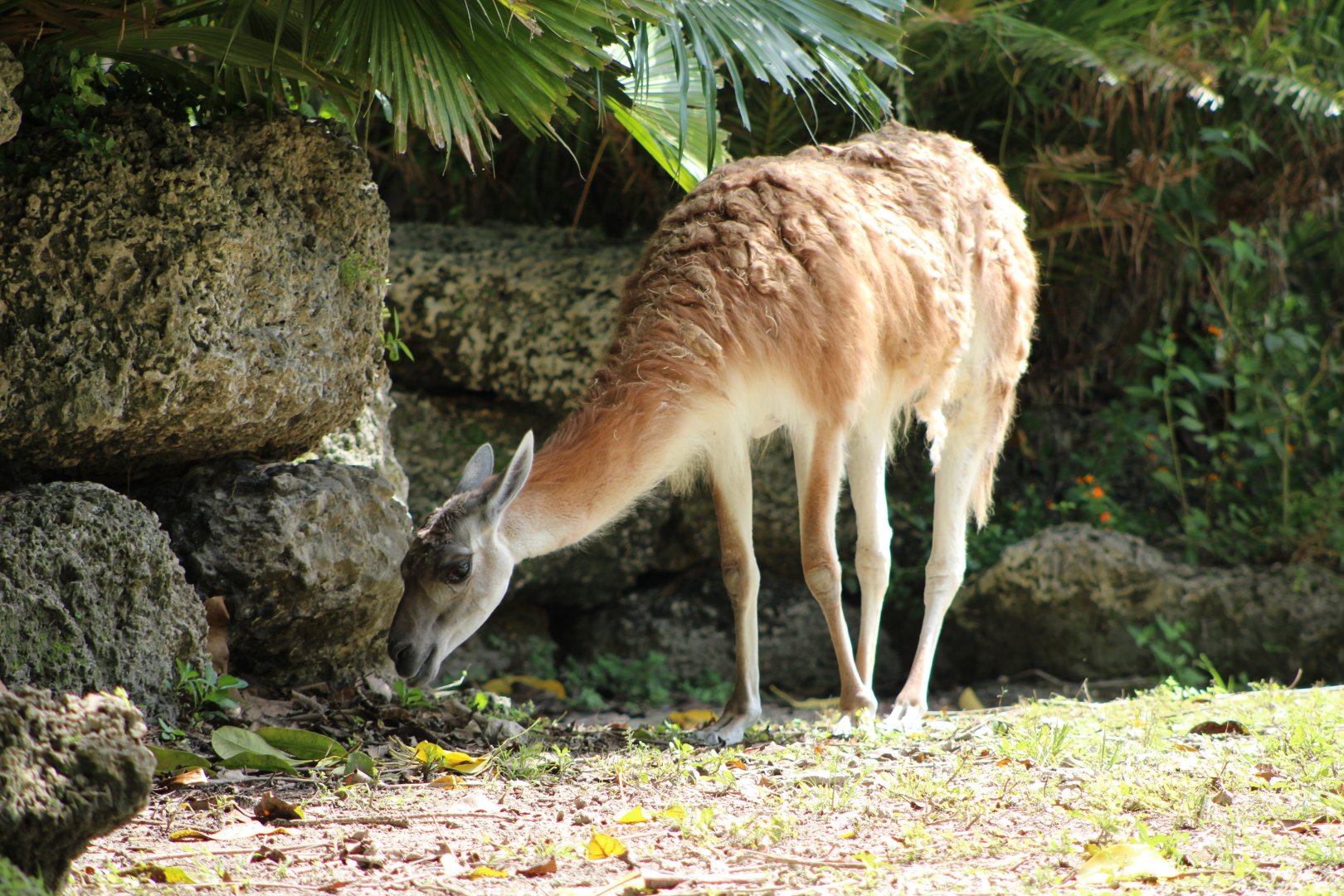Guanaco (Lama guanicoe)