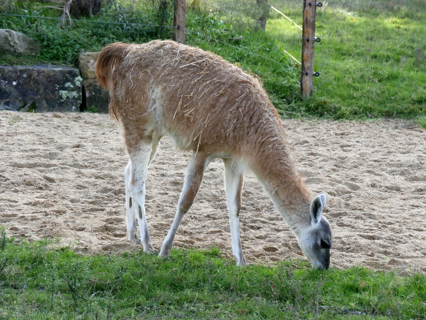 Guanaco (Lama guanicoe)