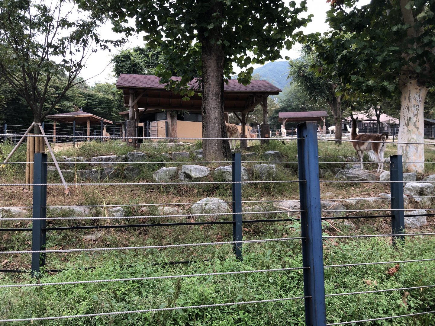 Guanaco & Llama Exhibit