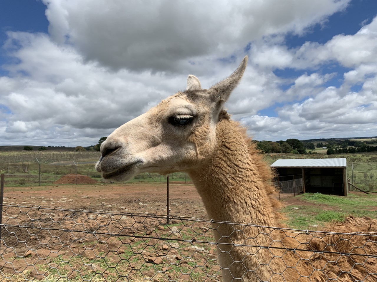 Guanaco/Llama Hybrid