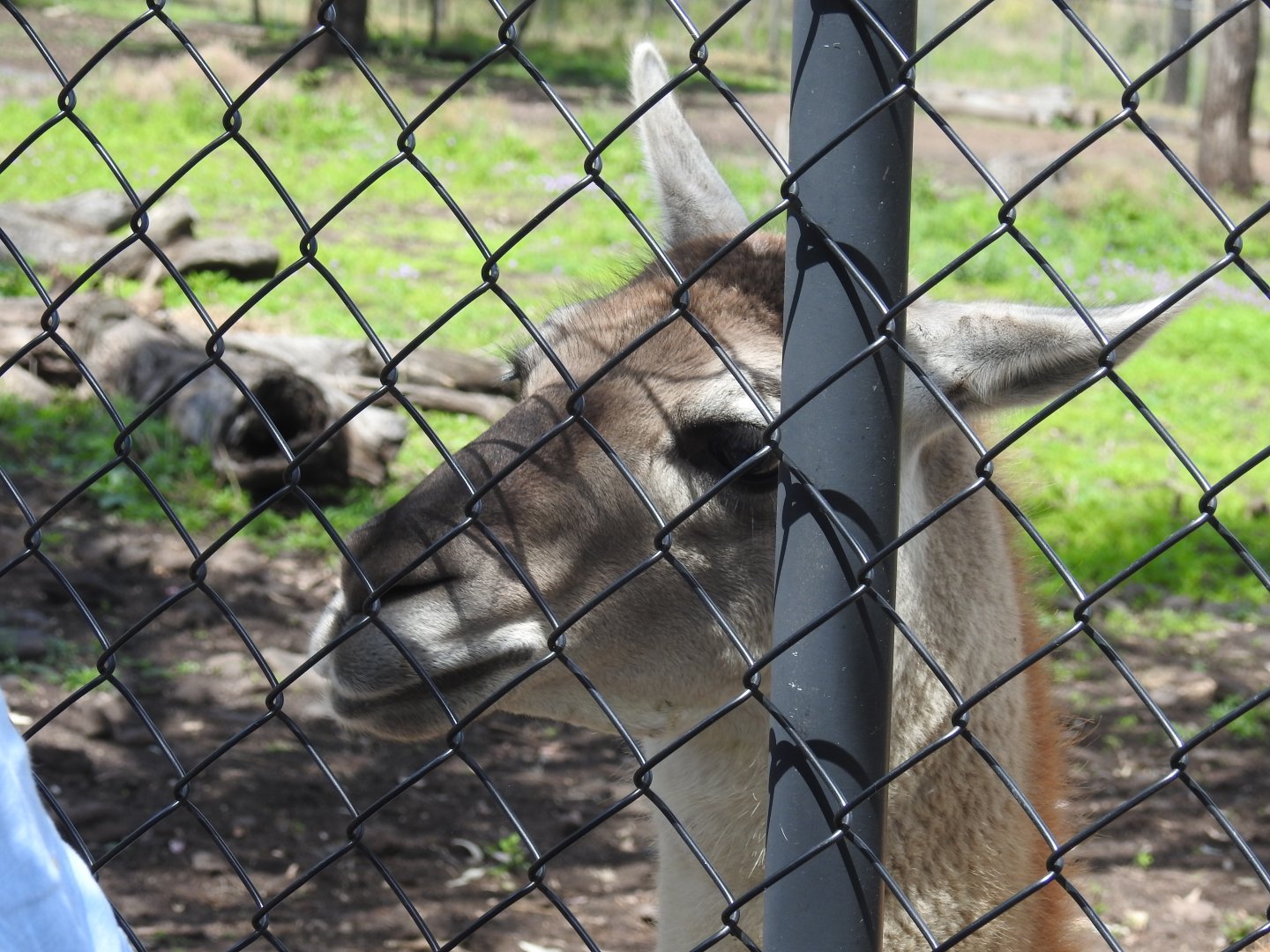 Guanaco/Llama hybrid