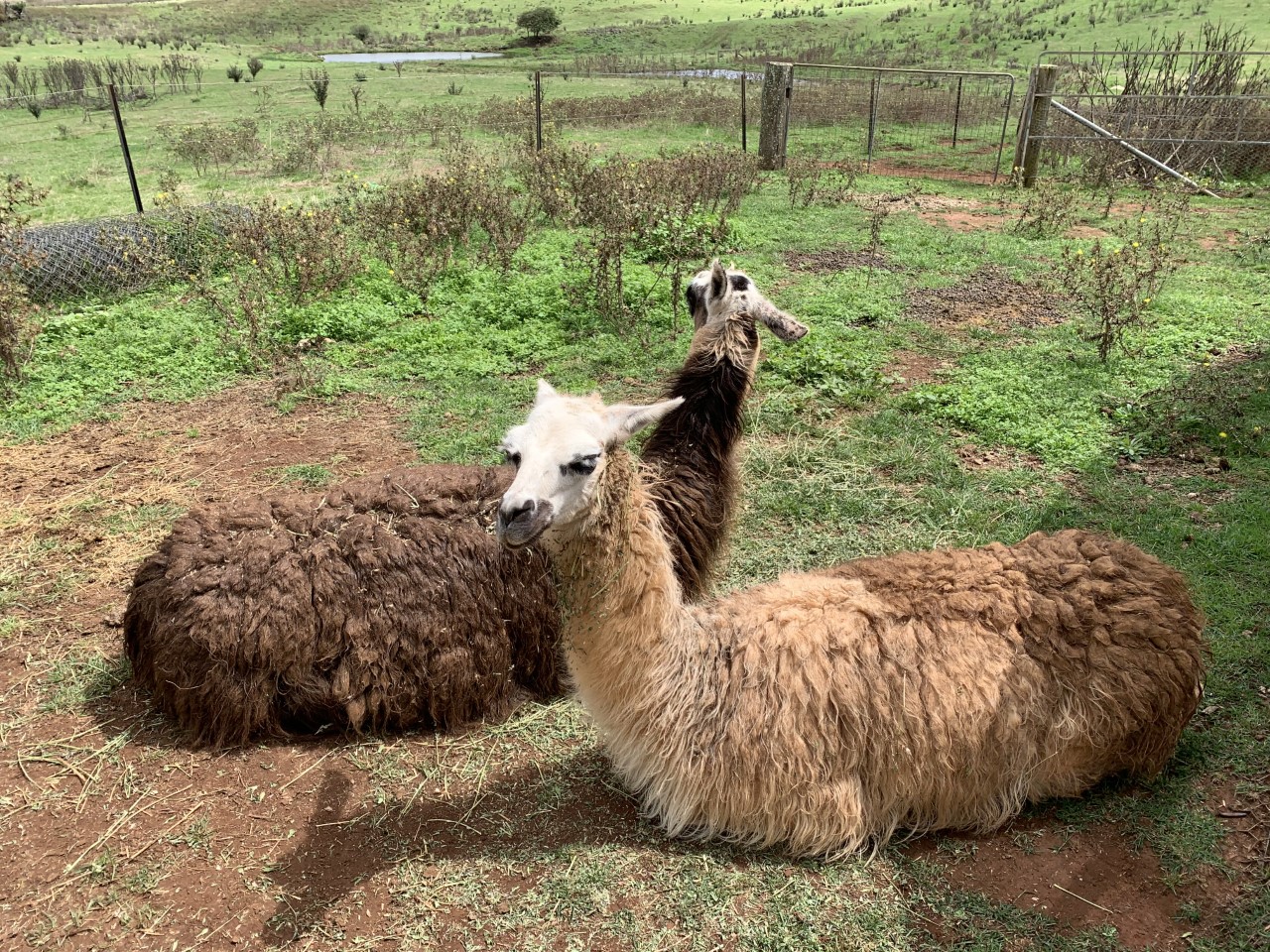 Guanaco/Llama Hybrids