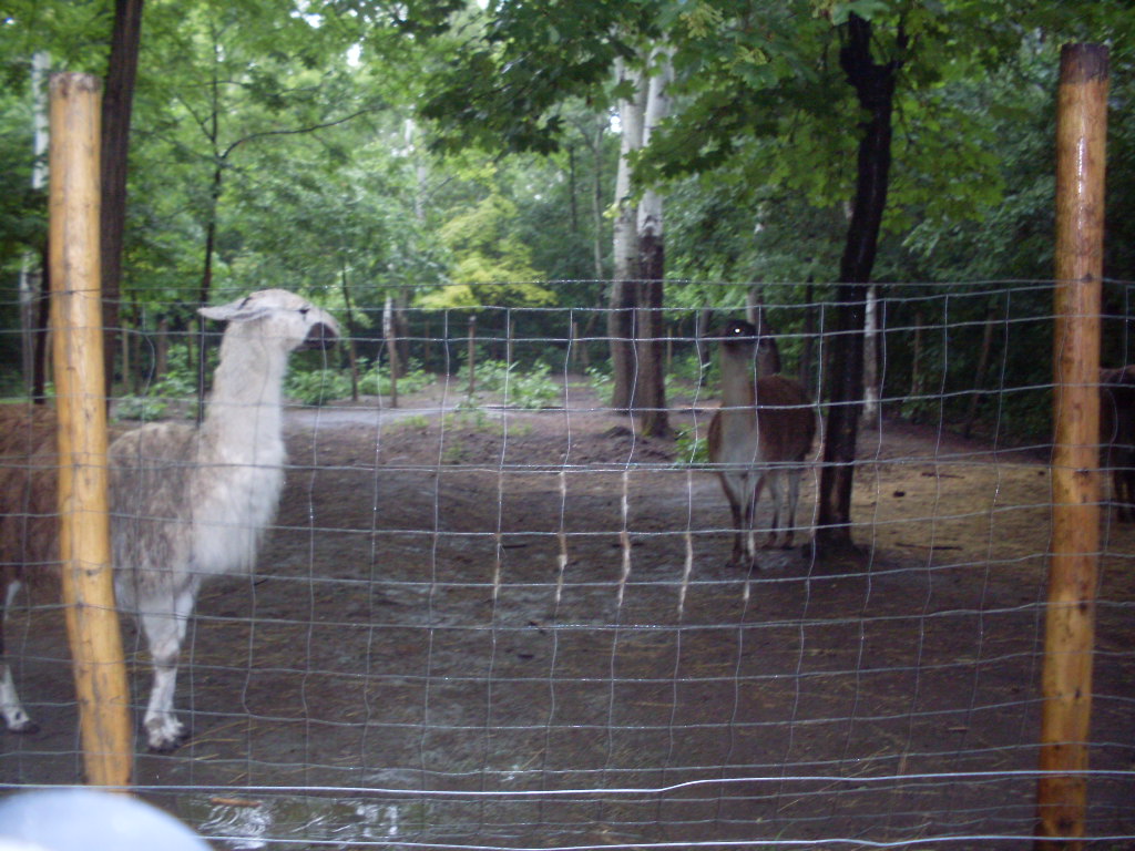 Guanaco-llama mixed exhibit
