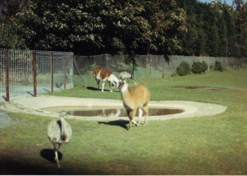 Guanaco/llama rhea 1986