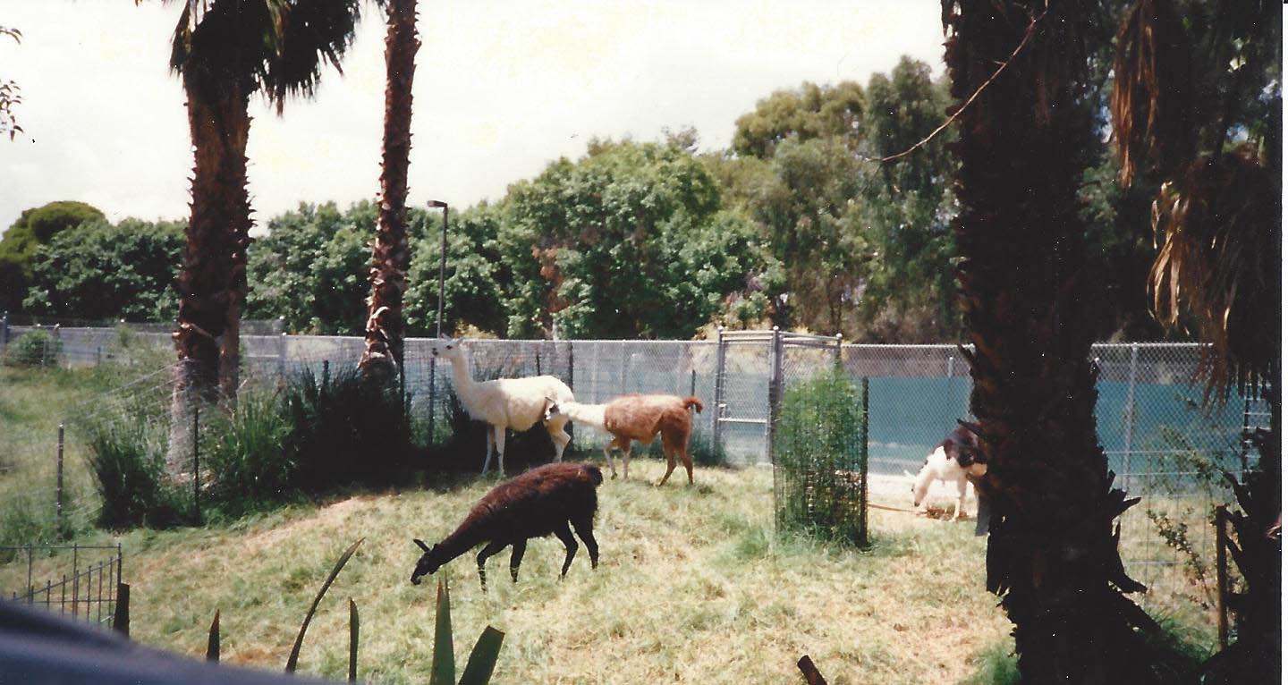 Guanaco Llamas 1990s