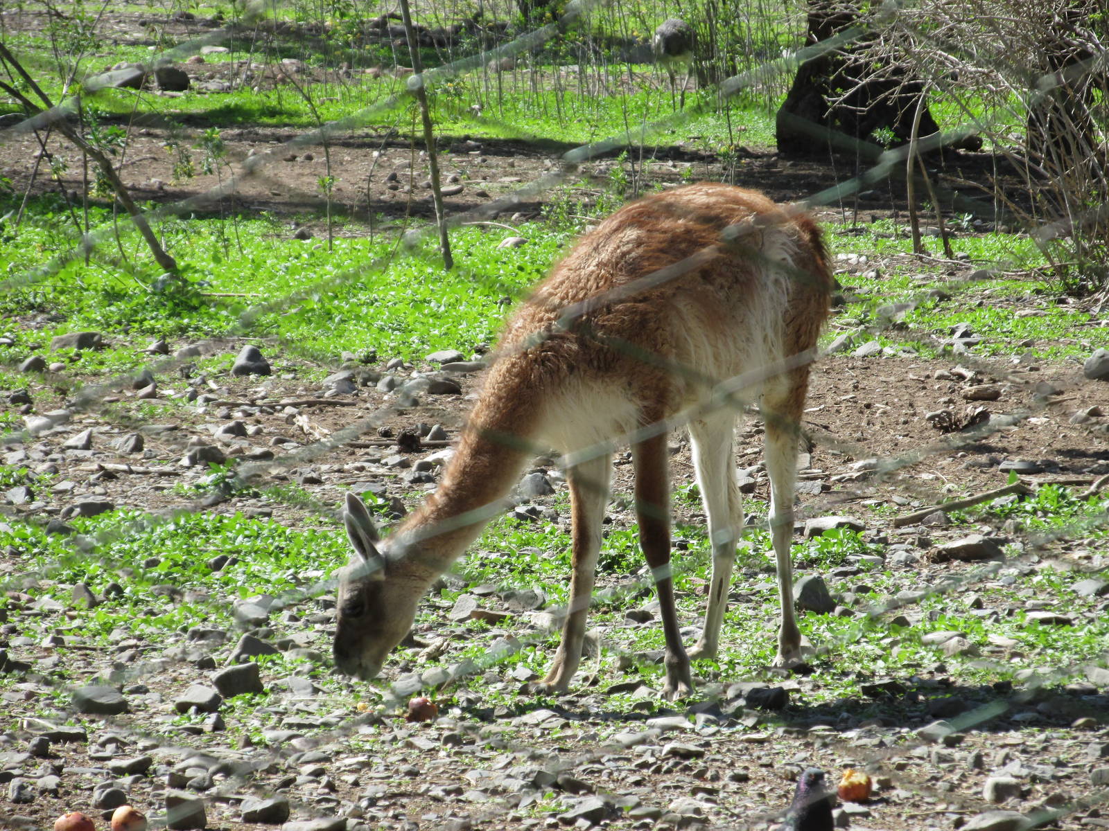 guanaco mendoza zoo