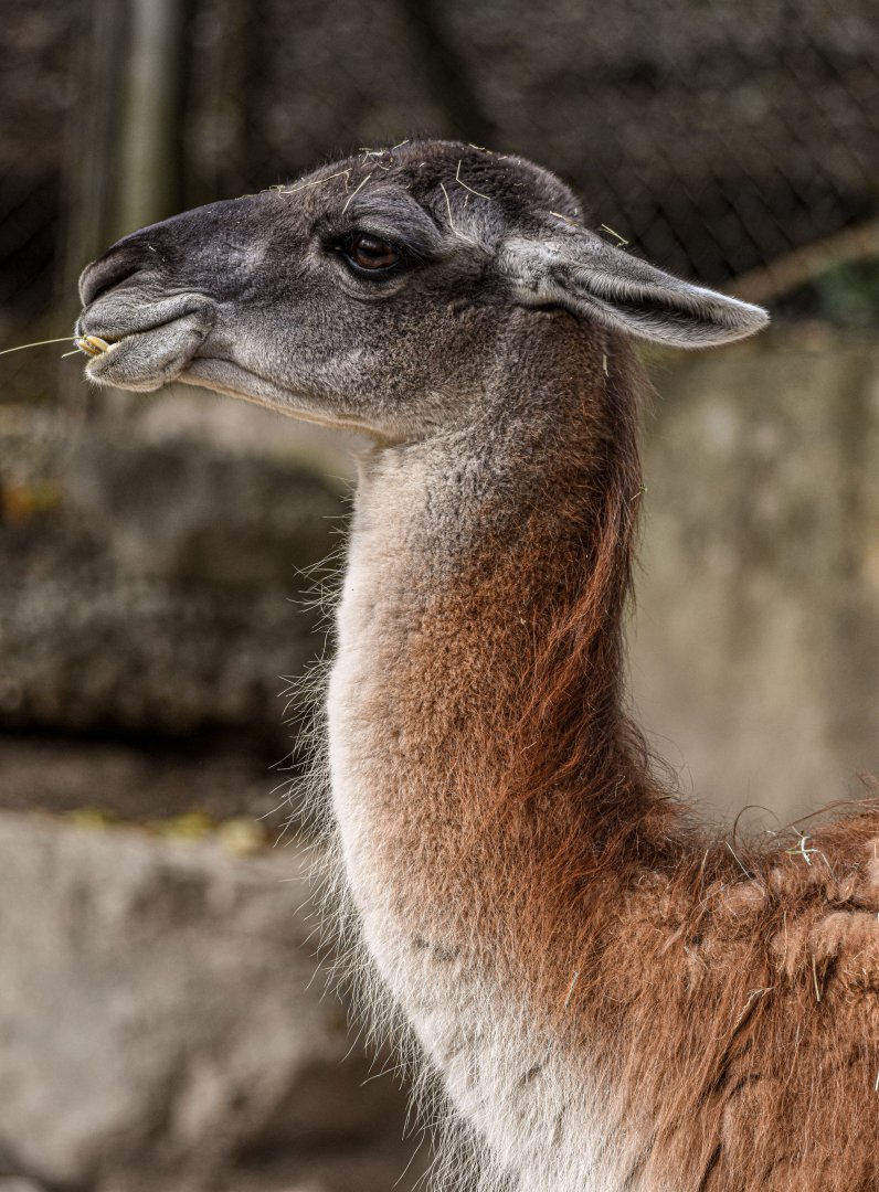 Guanaco (October 2020)