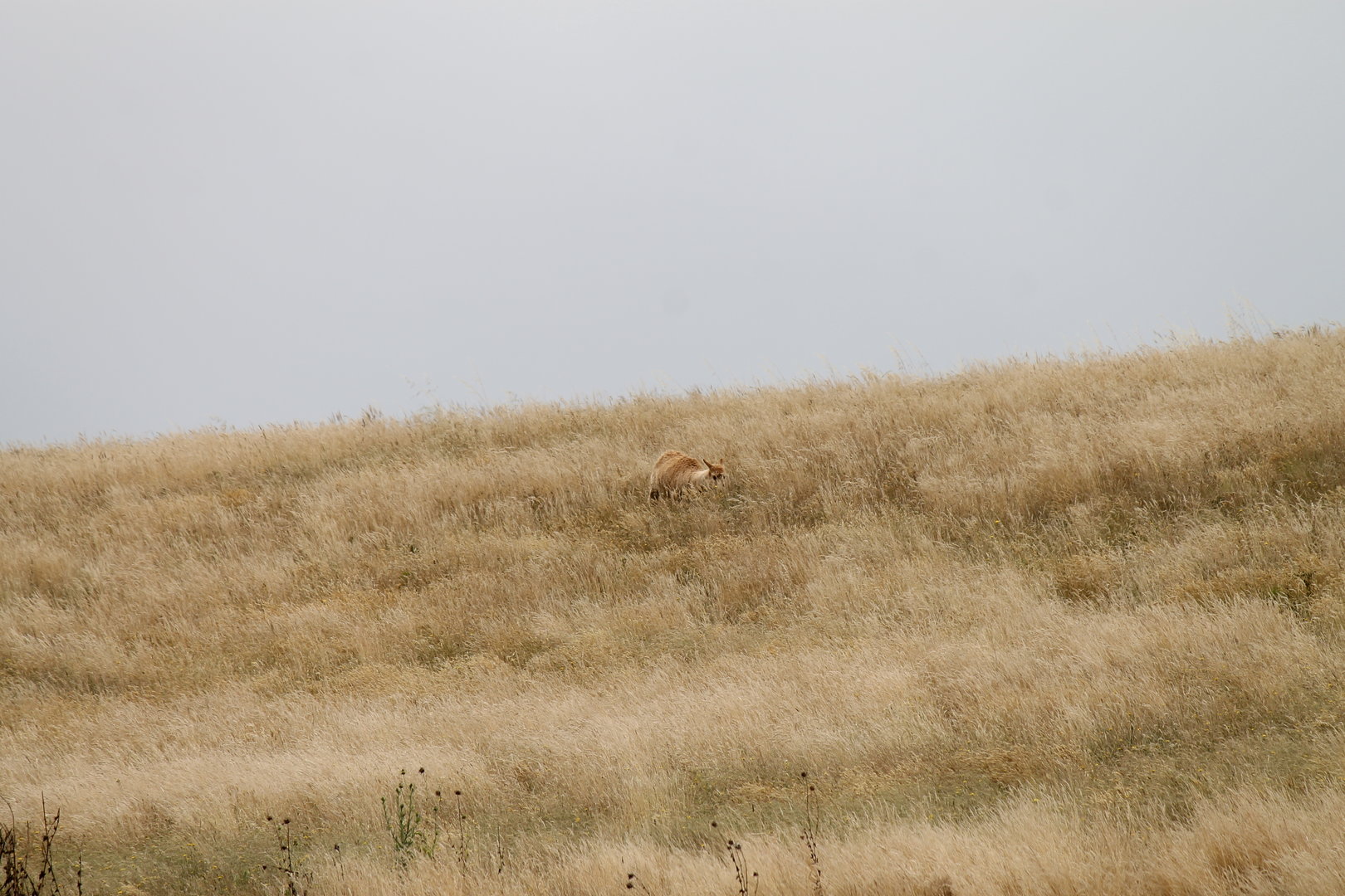 Guanaco on the Hill