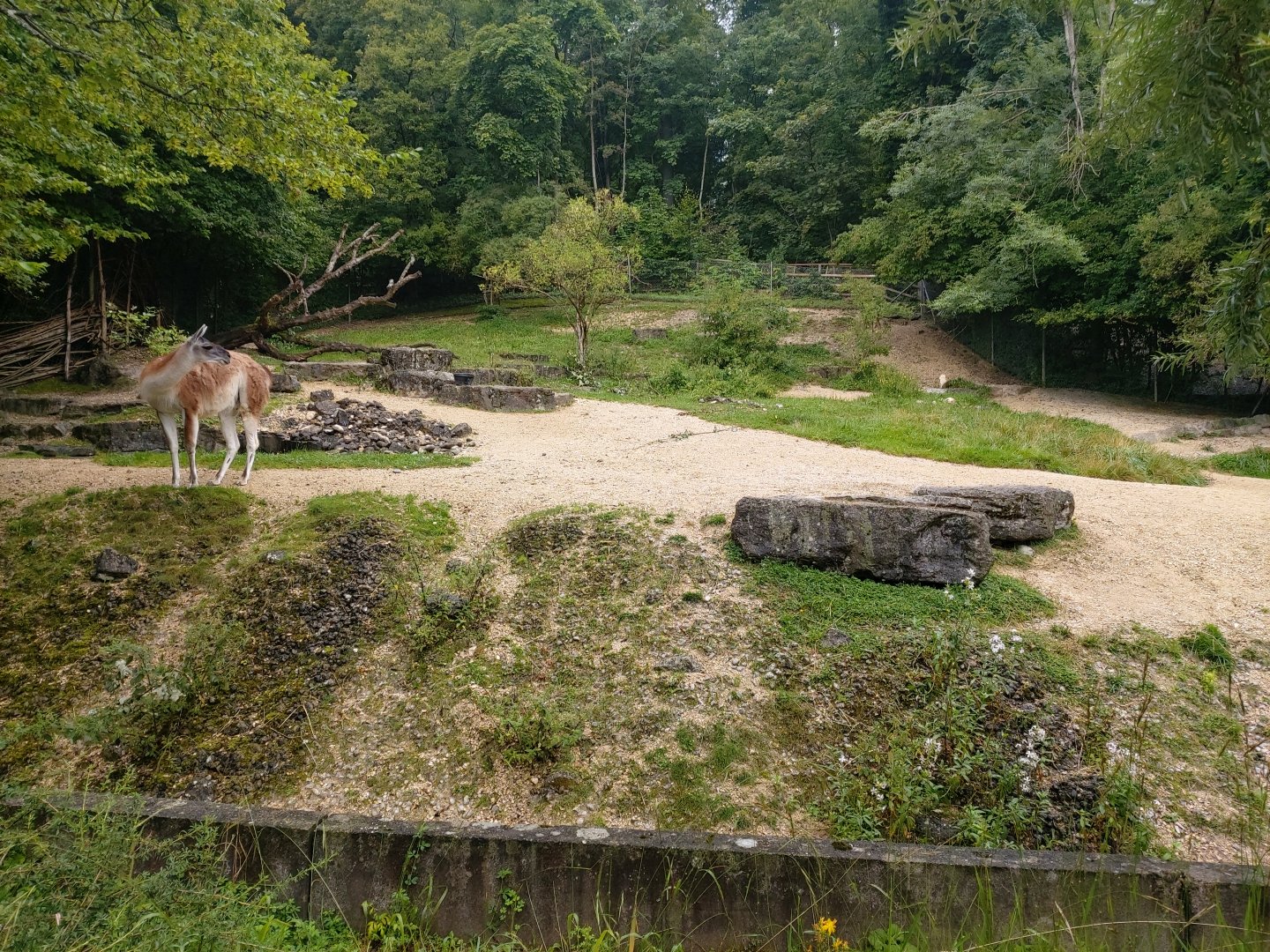 Guanaco outdoor enclosure