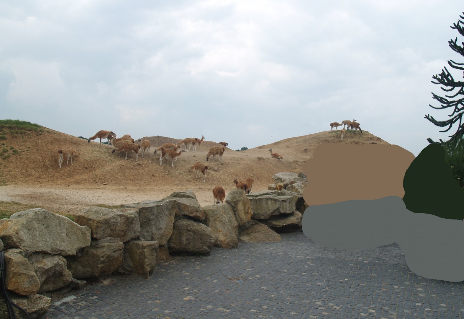 Guanaco paddock, 2006-07-08