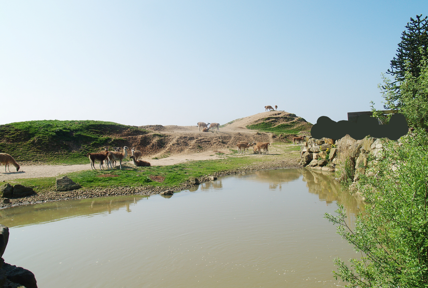 Guanaco paddock, 2009-04-19