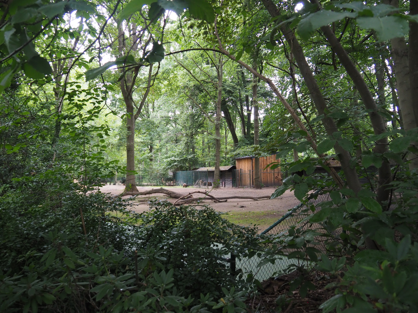 Guanaco paddock, 2020-07-14