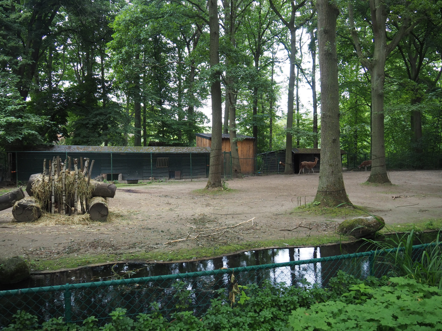 Guanaco paddock, 2020-07-14