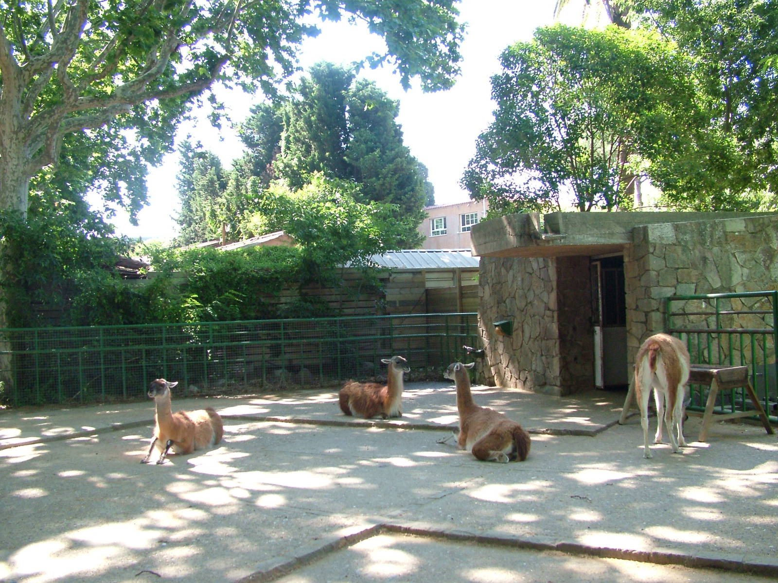 Guanaco Paddock at Barcelona, 30/05/11