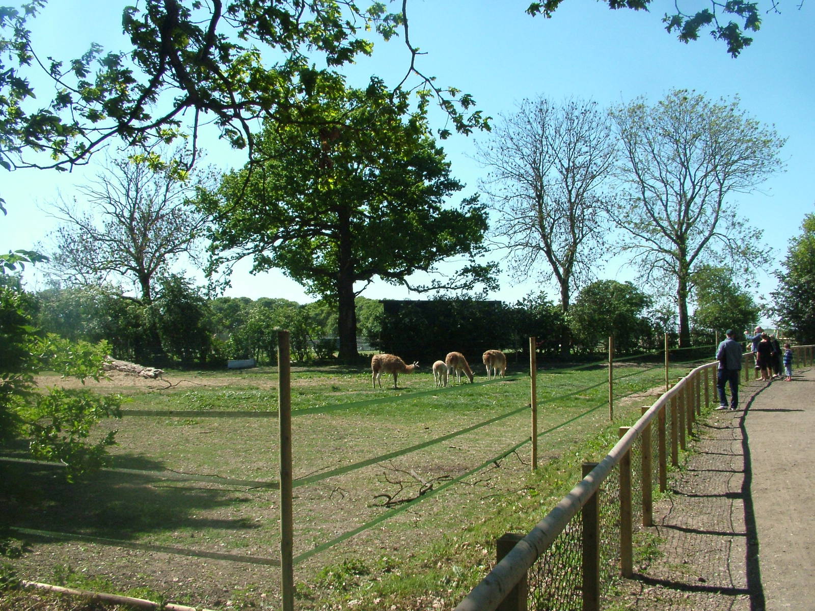Guanaco Paddock at Yorkshire WP 02/05/11