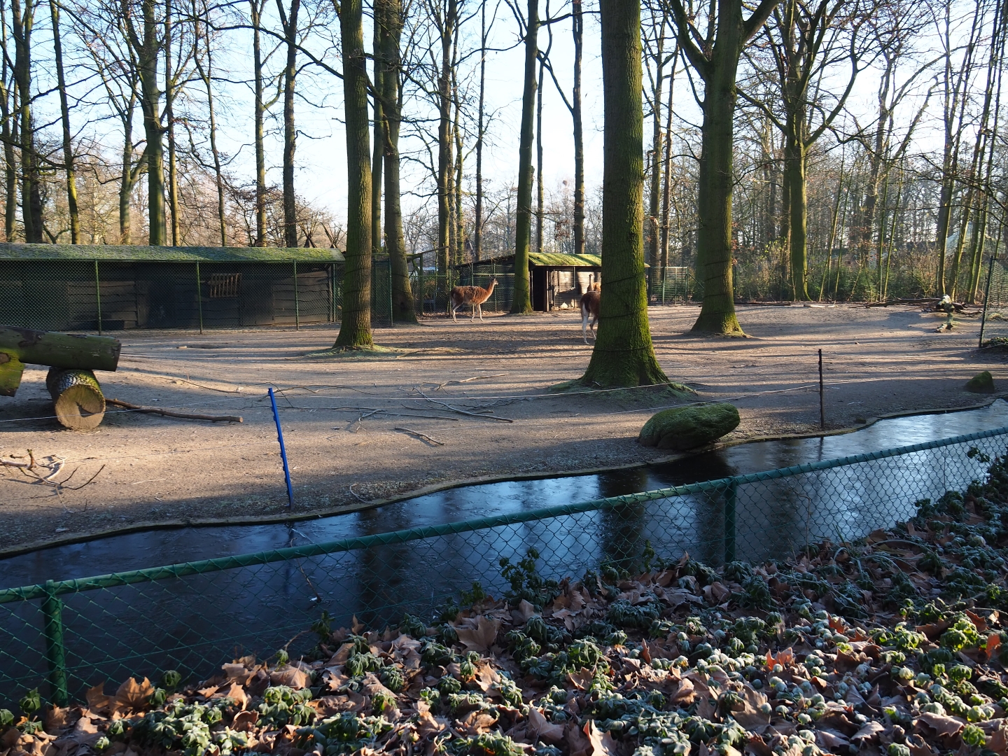 Guanaco paddock (Jan 20th, 2019)