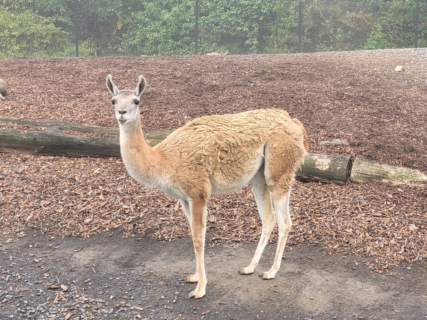 Guanaco -Parc Zoologique de Paris (2022)