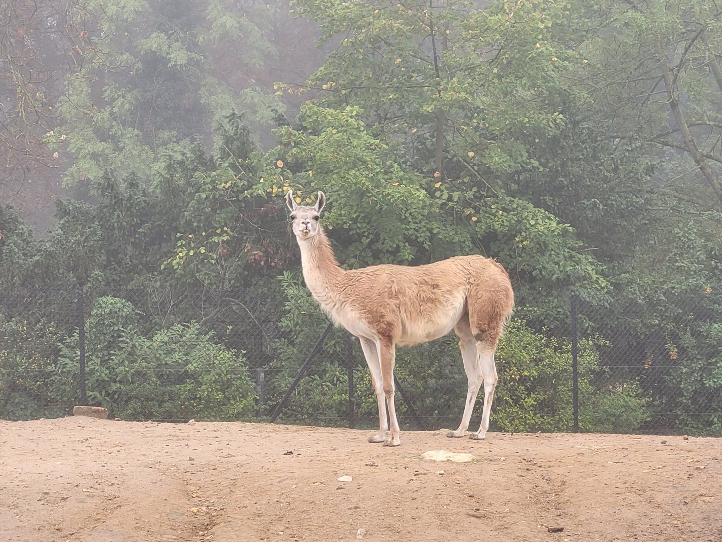 Guanaco -Parc Zoologique de Paris (2022)