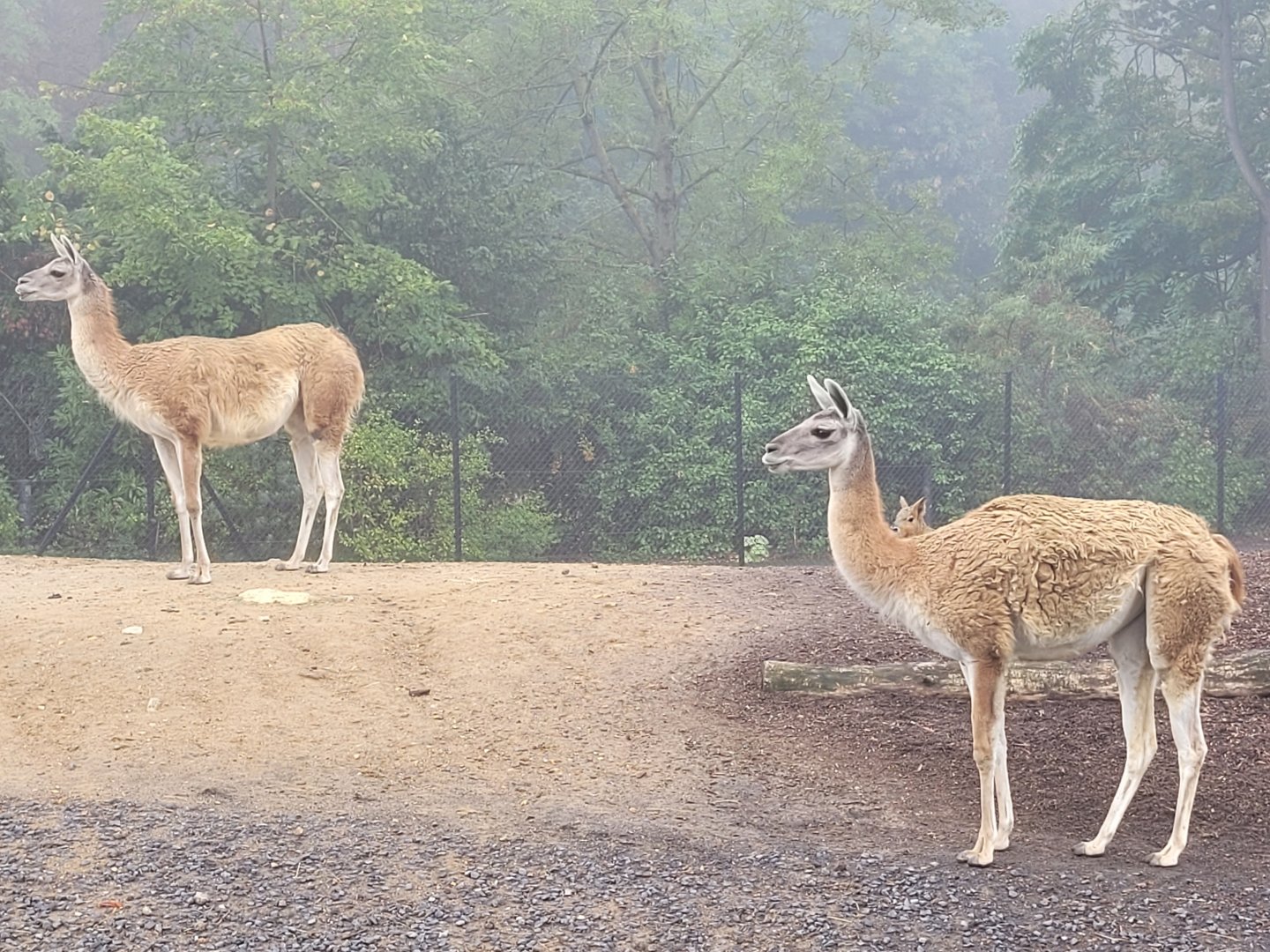 Guanaco -Parc Zoologique de Paris (2022)
