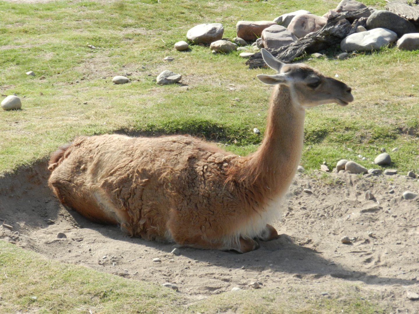 Guanaco, Patagonia - Temaiken