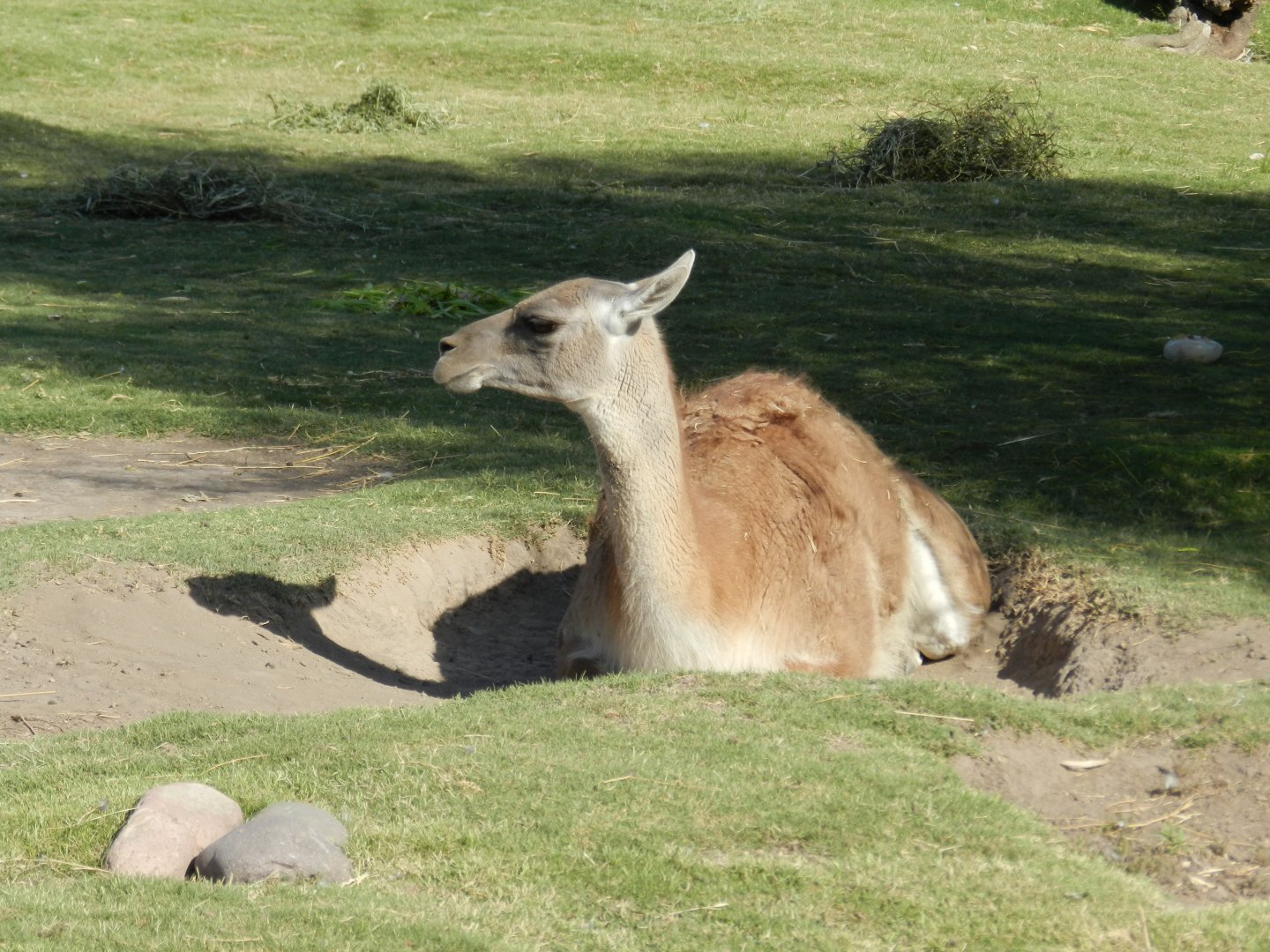 Guanaco, Patagonia - Temaiken