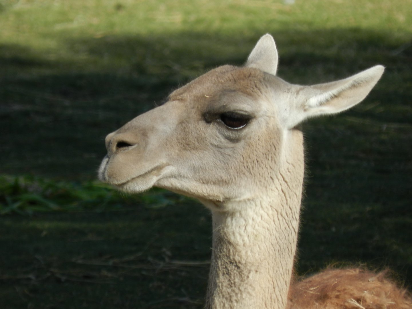 Guanaco, Patagonia - Temaiken