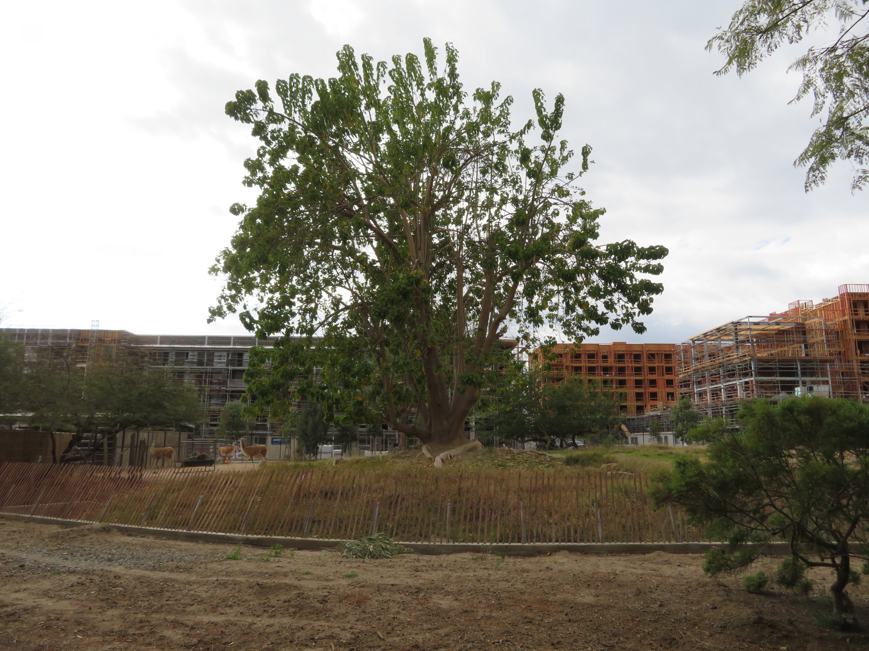 Guanaco/Rhea Exhibit