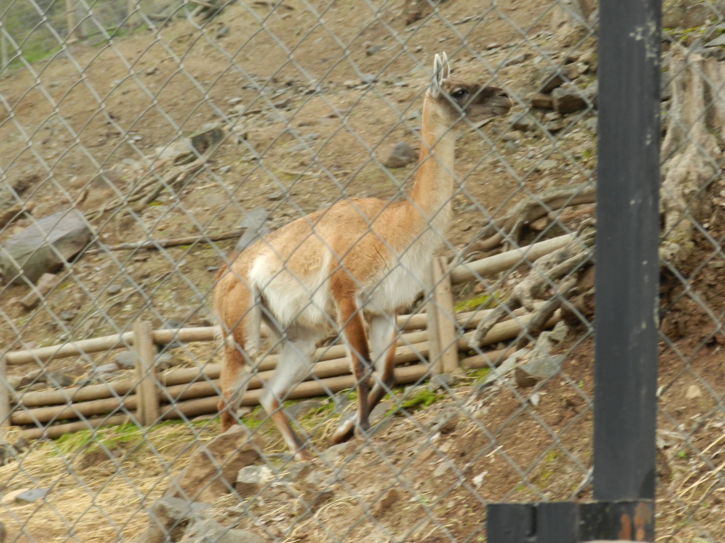 Guanaco - Santiago zoo (Zoologico nacional)