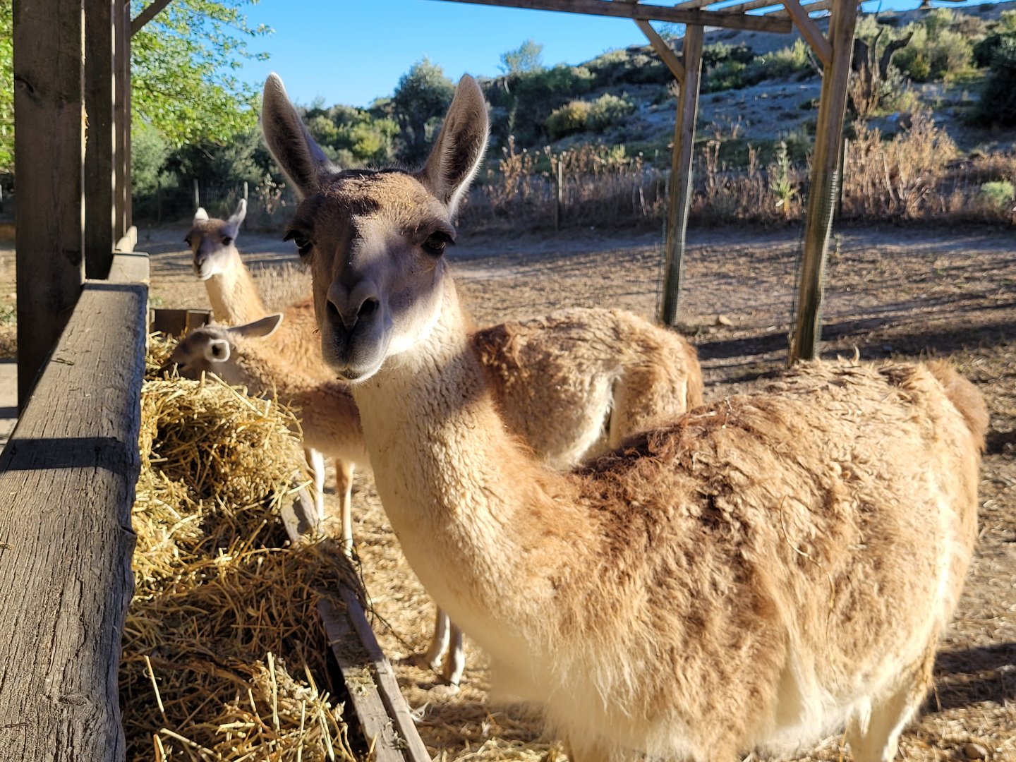 Guanaco -Sendaviva (2024)