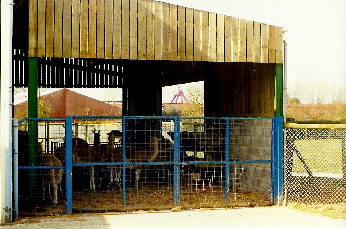 Guanaco shelter at rear of Sealion Centre 20th March 1999