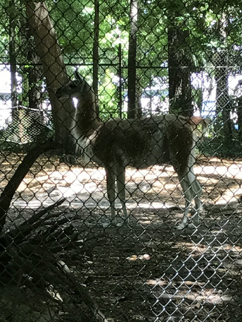 Guanaco (Squirt-male)