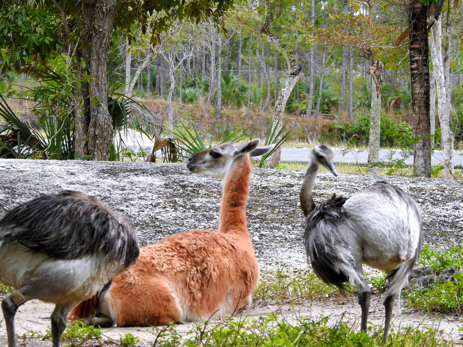 Guanaco with Greater Rheas