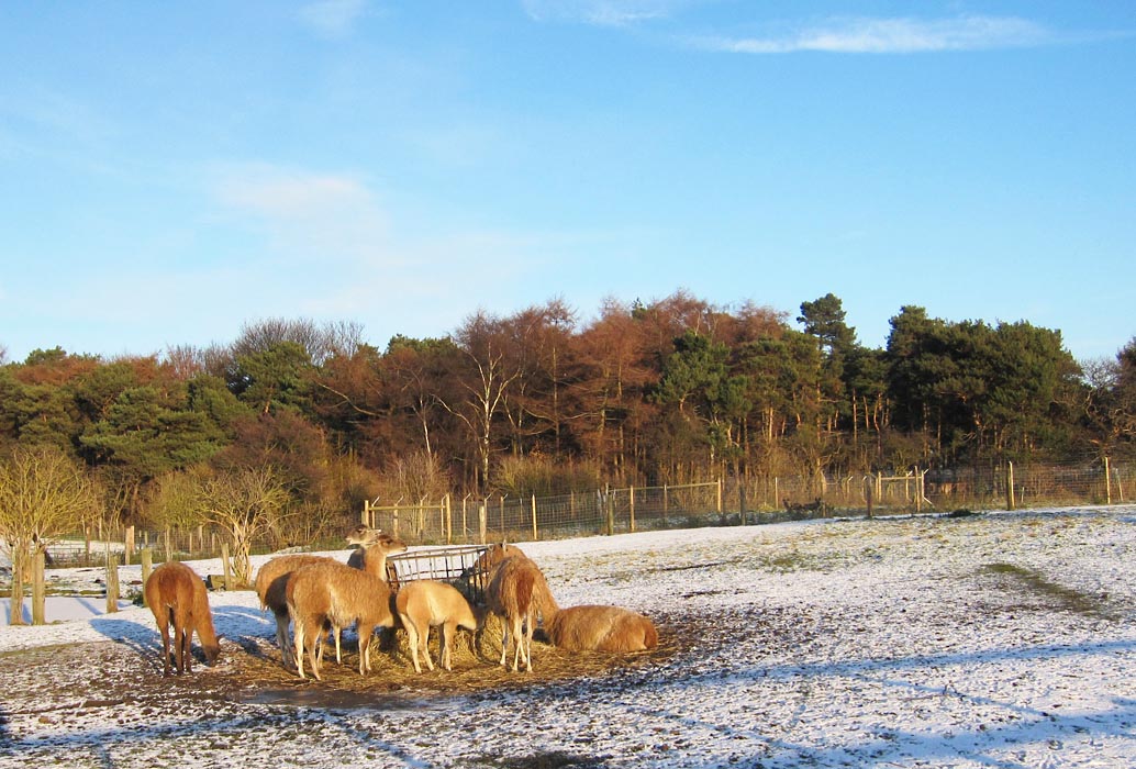 Guanaco - with Hunting Dogs watching through the fence at the back