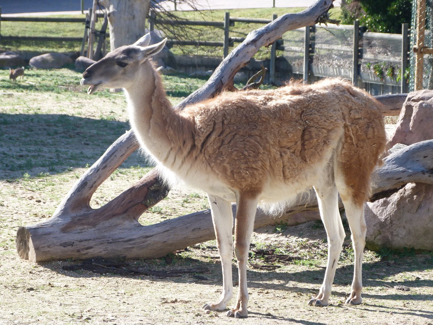Guanaco -Zoo Aquarium de Madrid (2025)