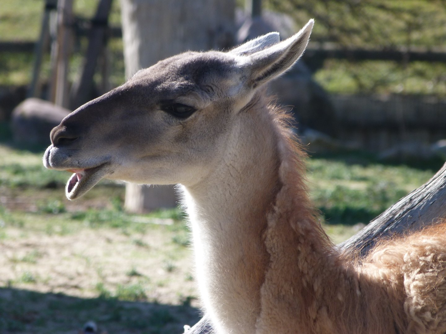 Guanaco -Zoo Aquarium de Madrid (2025)