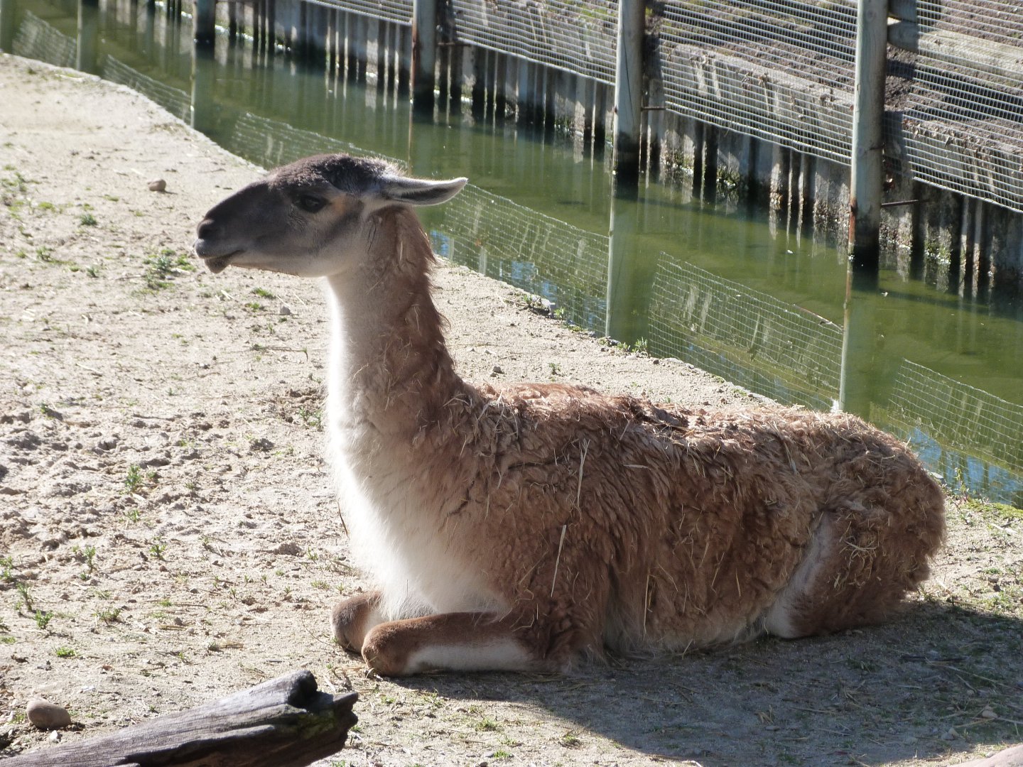 Guanaco -Zoo Aquarium de Madrid (2025)