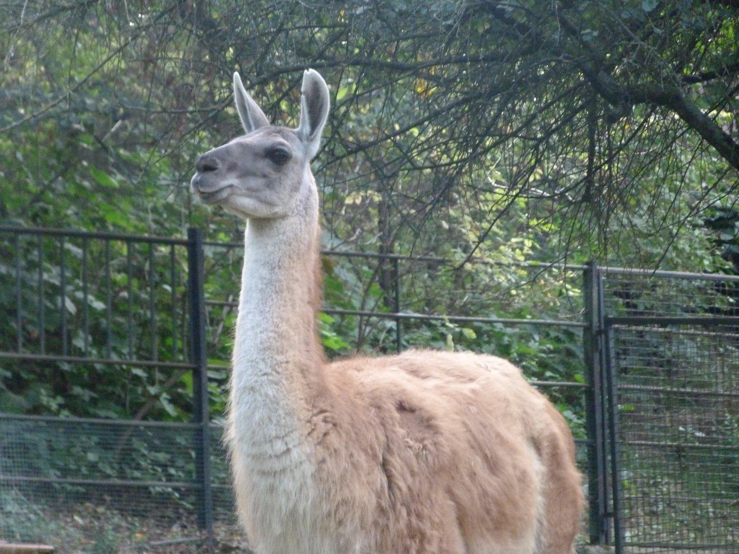 Guanaco -Zoo Praha (2025)