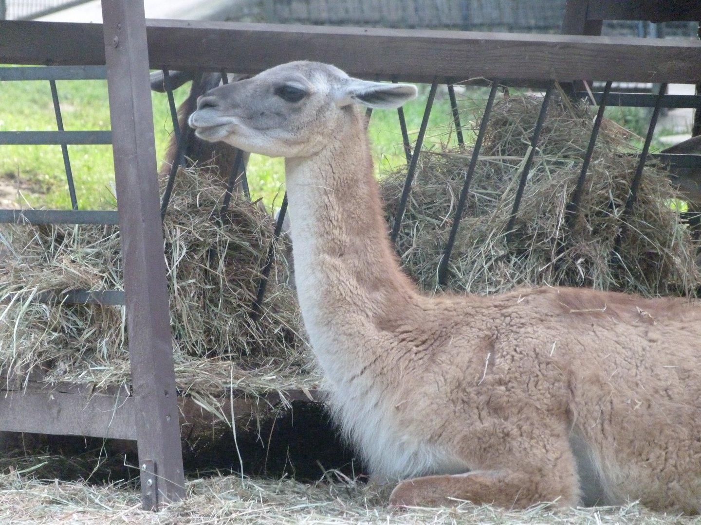 Guanaco -Zoo Praha (2025)