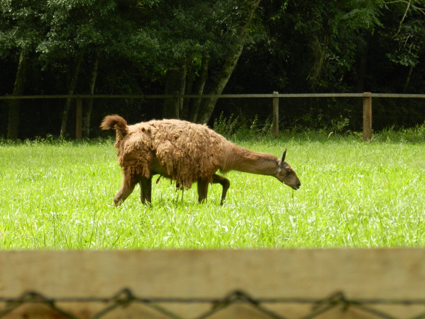 Guanaco - Zoo Sapucaia