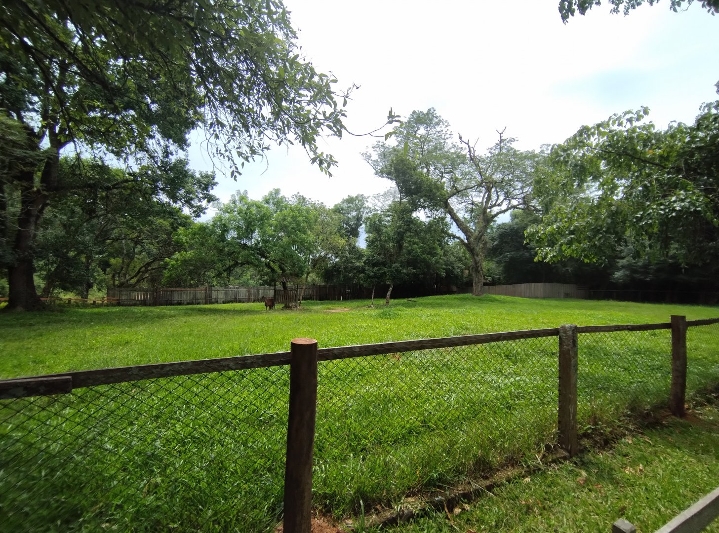 Guanaco - Zoo Sapucaia