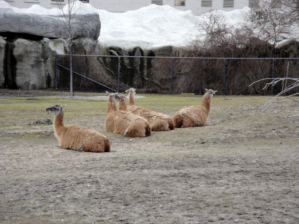 Guanaco