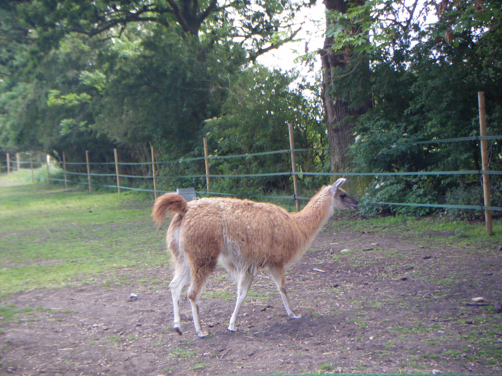 Guanaco