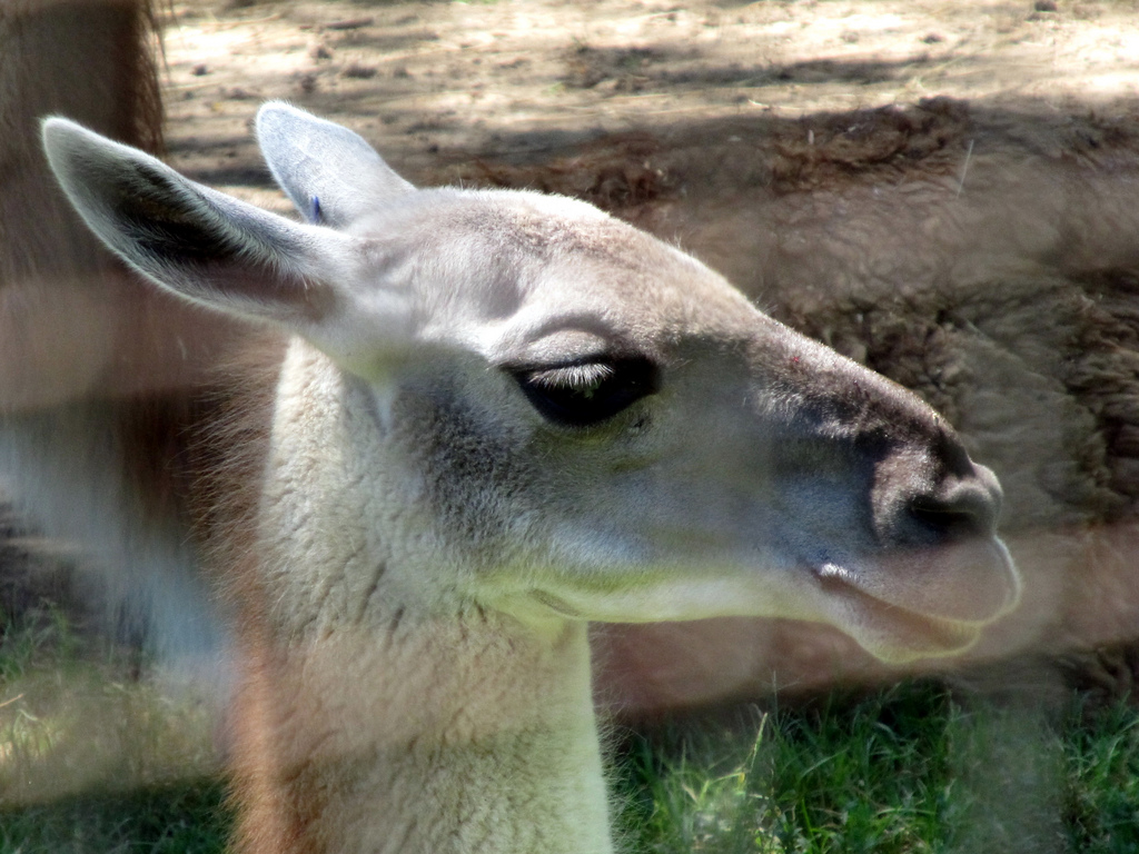 Guanaco