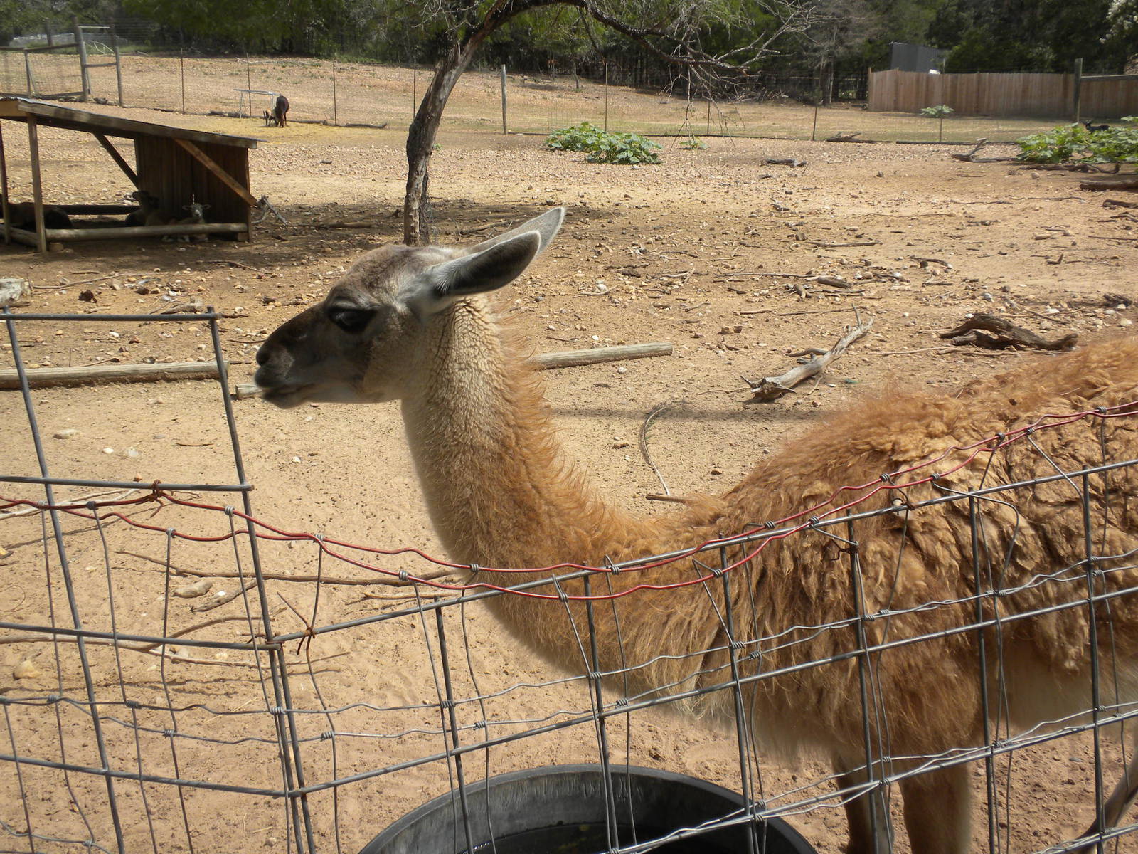 Guanaco